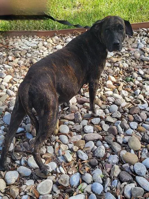 Winifred - Boxer