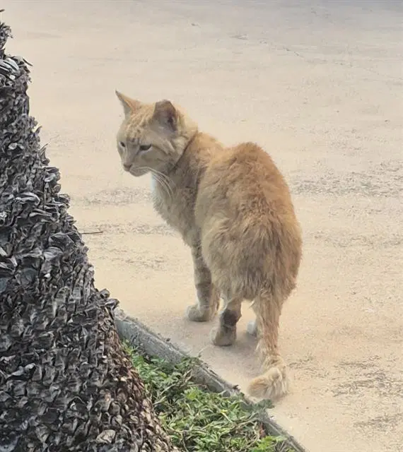Polo - Domestic Short Hair