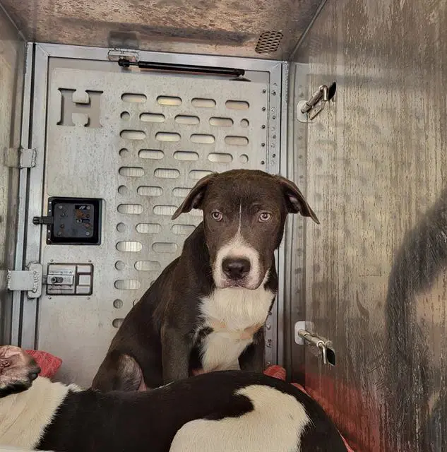 Snickers - American Staffordshire Terrier