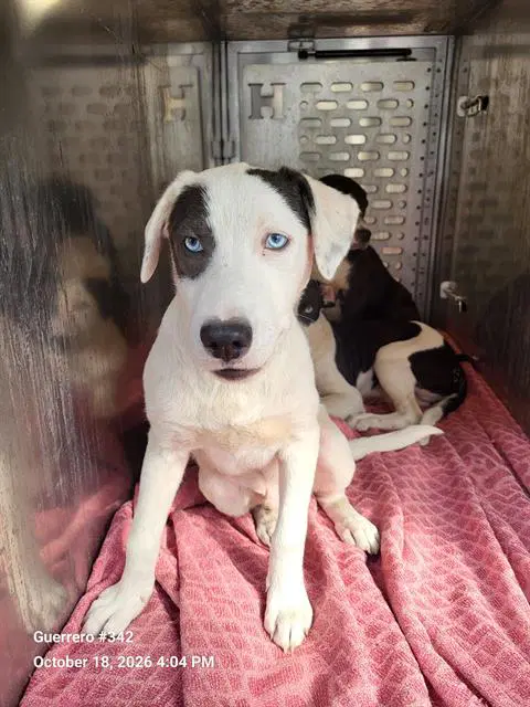 Hershy - American Staffordshire Terrier