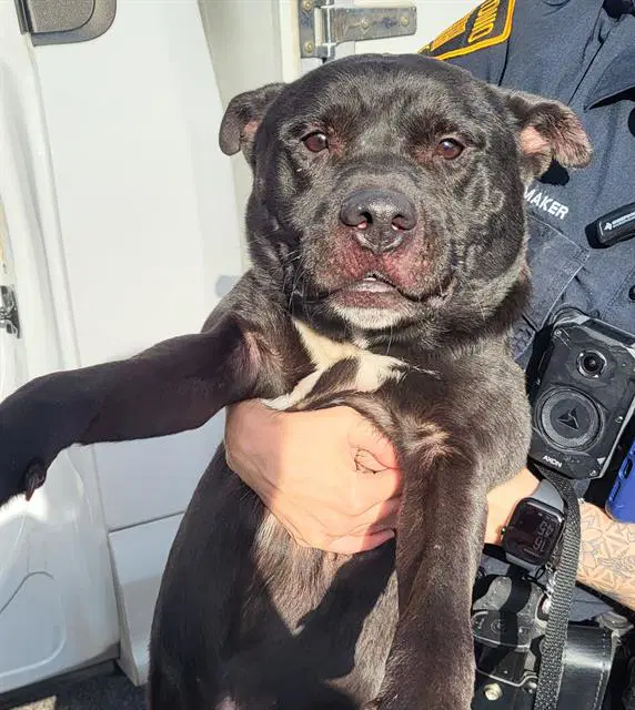 Dimitri - American Staffordshire Terrier