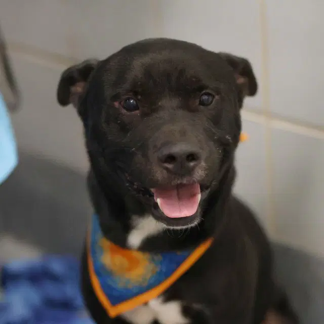 Dimitri - American Staffordshire Terrier