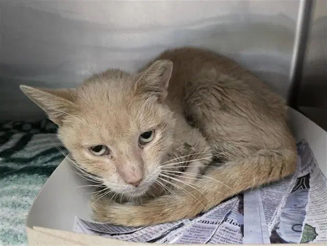 Chester - Domestic Short Hair