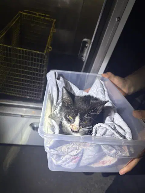 Gertrude - Domestic Short Hair