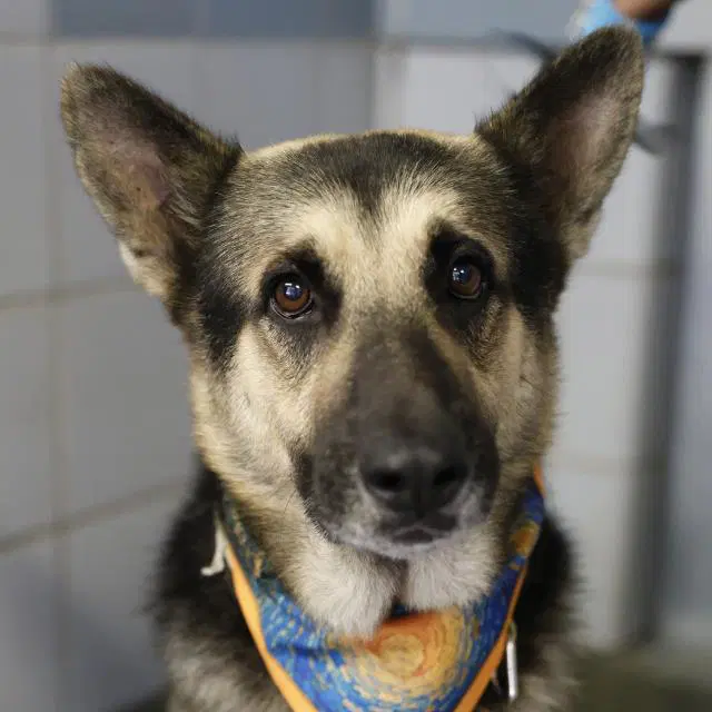 Jr - German Shepherd Dog