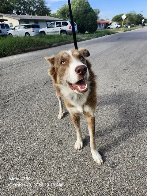 Cristobal - Siberian Husky