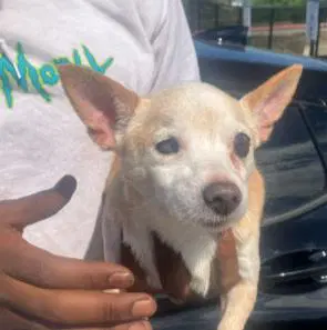Bubbles - Chihuahua
