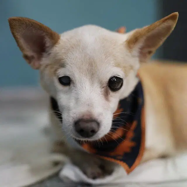 Bubbles - Chihuahua