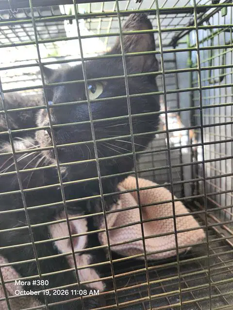 Buddy - Domestic Short Hair