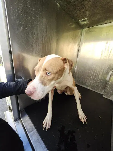 Unknown - American Staffordshire Terrier