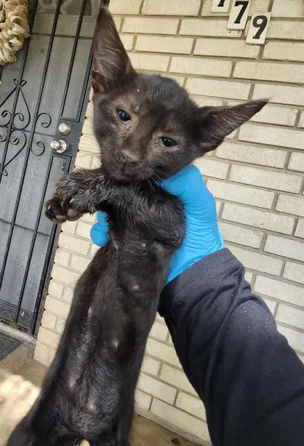 Ruby - Domestic Short Hair
