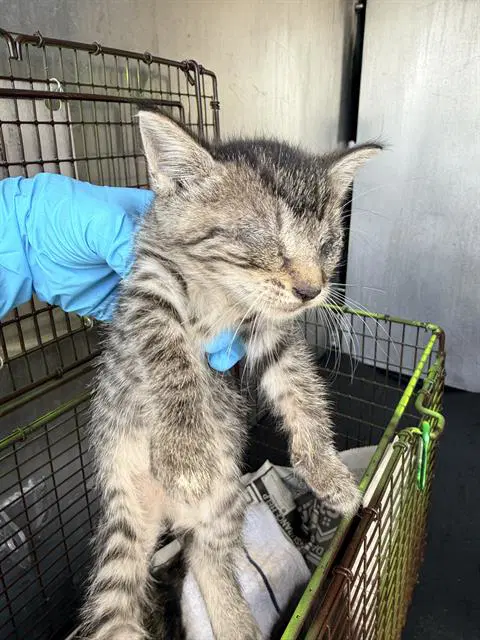 Unknown - Domestic Short Hair