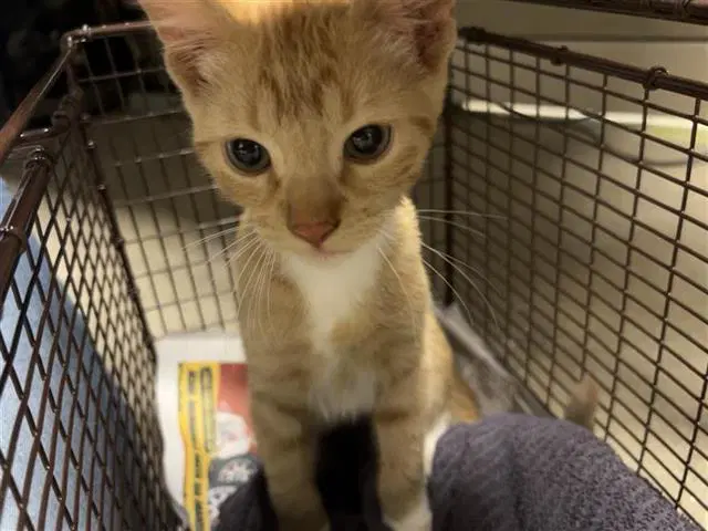 Unknown - Domestic Short Hair