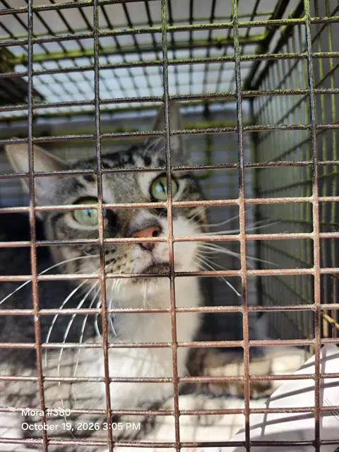 Fatima - Domestic Short Hair