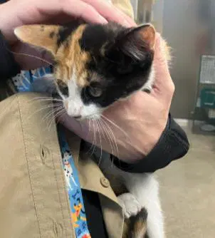 Turtle - Domestic Short Hair