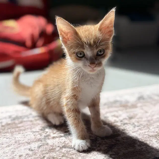 Oliver - Domestic Short Hair