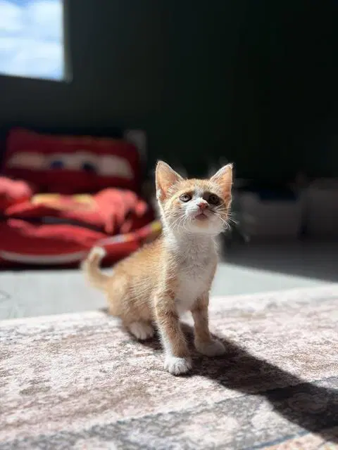 Oliver - Domestic Short Hair