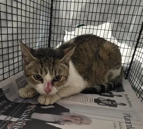 Veronica - Domestic Short Hair