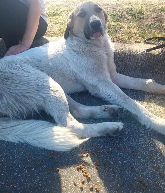 Countess Fluffula - Great Pyrenees