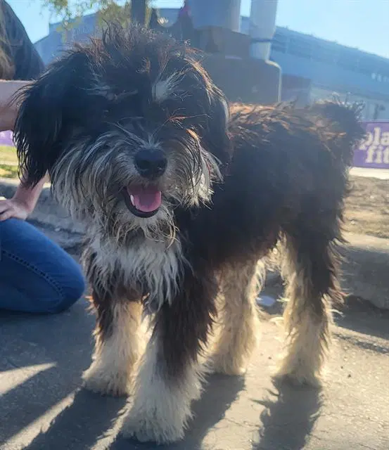 Coco - Miniature Schnauzer