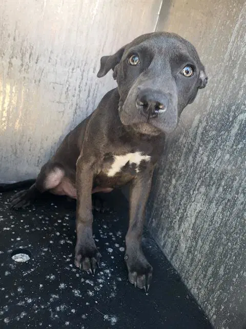 Wolf-Gang Pup - American Staffordshire Terrier