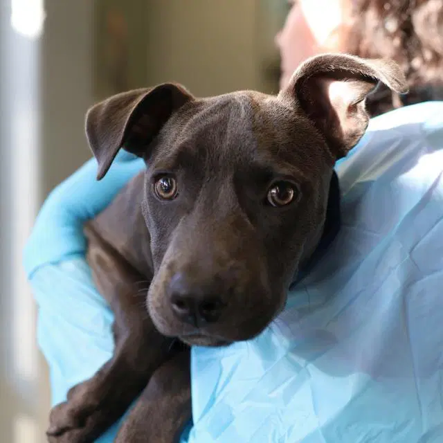 Wolf-Gang Pup - American Staffordshire Terrier