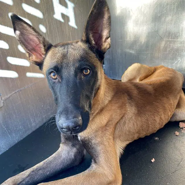 Rocket - Belgian Shepherd Malinois