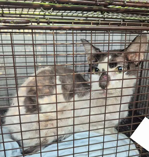 Chocolate Chip - Domestic Short Hair