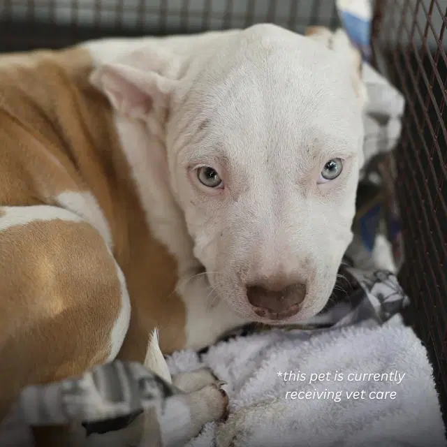Mary - American Staffordshire Terrier