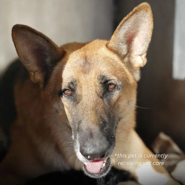 Thor - German Shepherd Dog