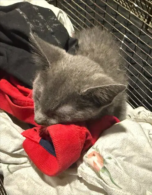Lou - Domestic Short Hair