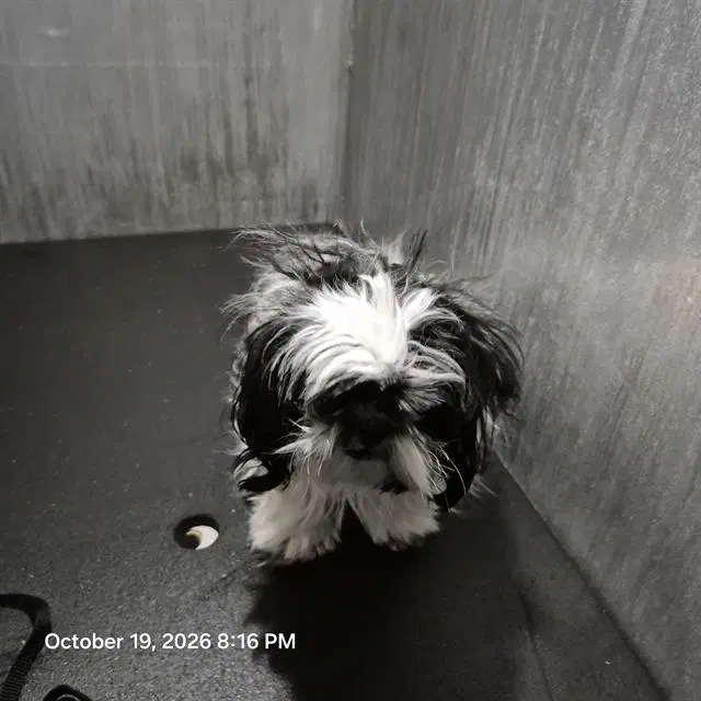 Naomi - Shih Tzu