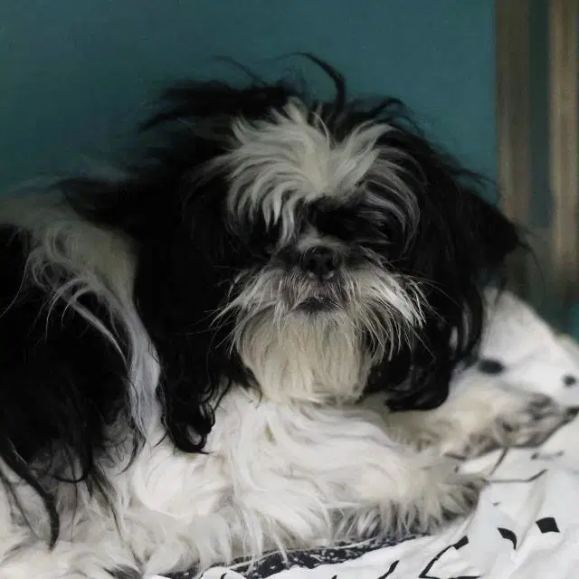 Naomi - Shih Tzu