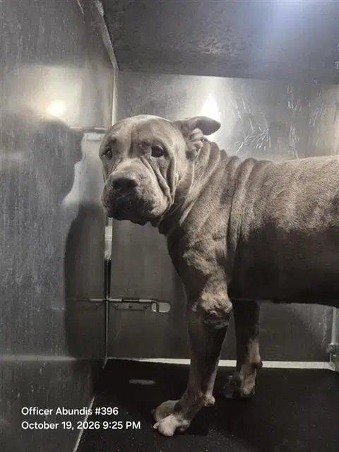 Jumbo - American Staffordshire Terrier