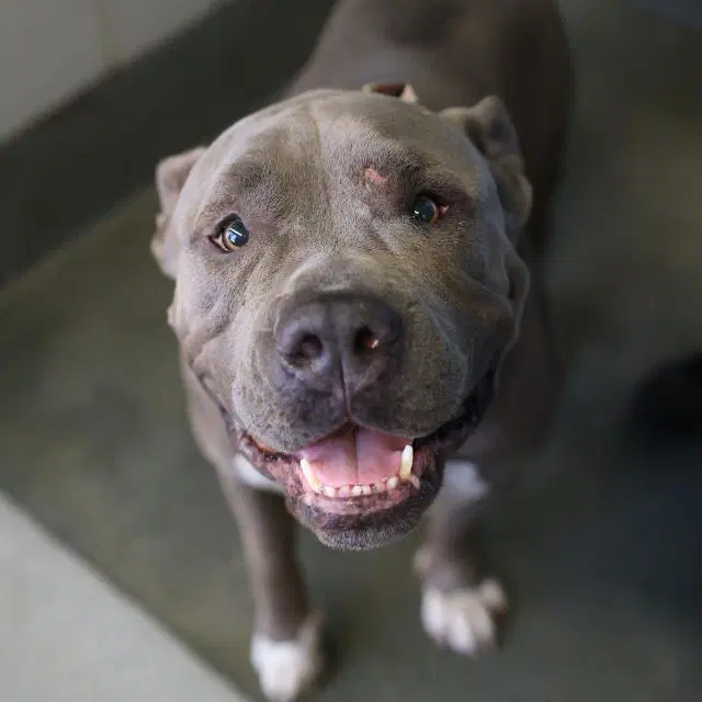 Jumbo - American Staffordshire Terrier