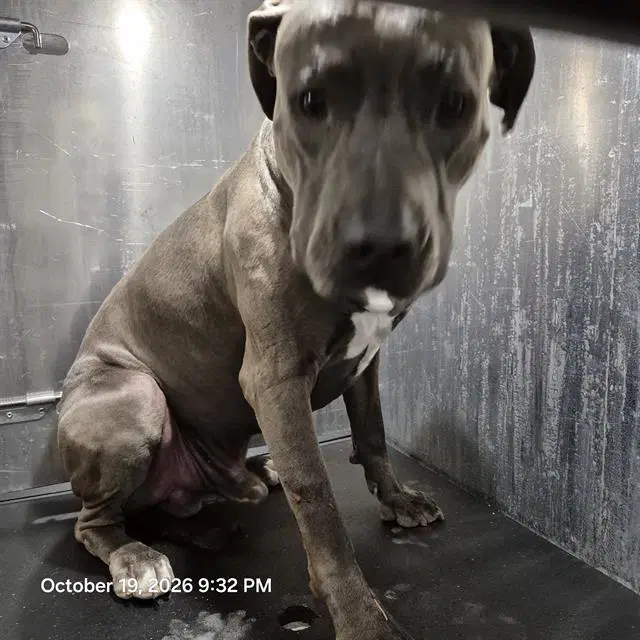 Zeus - American Staffordshire Terrier