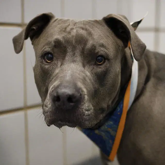 Zeus - American Staffordshire Terrier