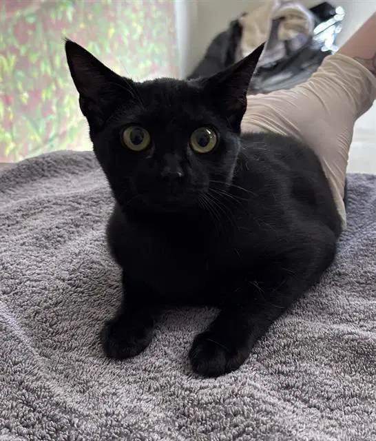 Hickory - Domestic Short Hair