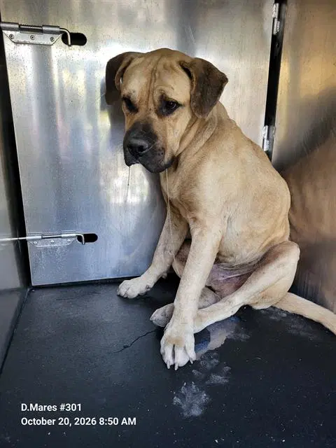 Homer - Mastiff
