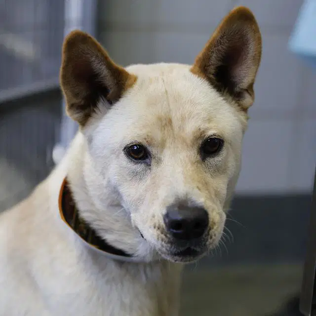 Bristol - Chow Chow