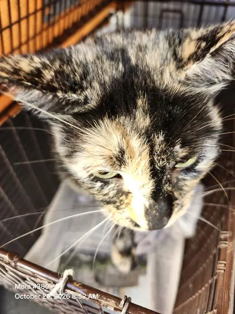 Bubba - Domestic Short Hair