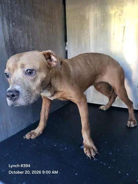 Poppy - American Staffordshire Terrier