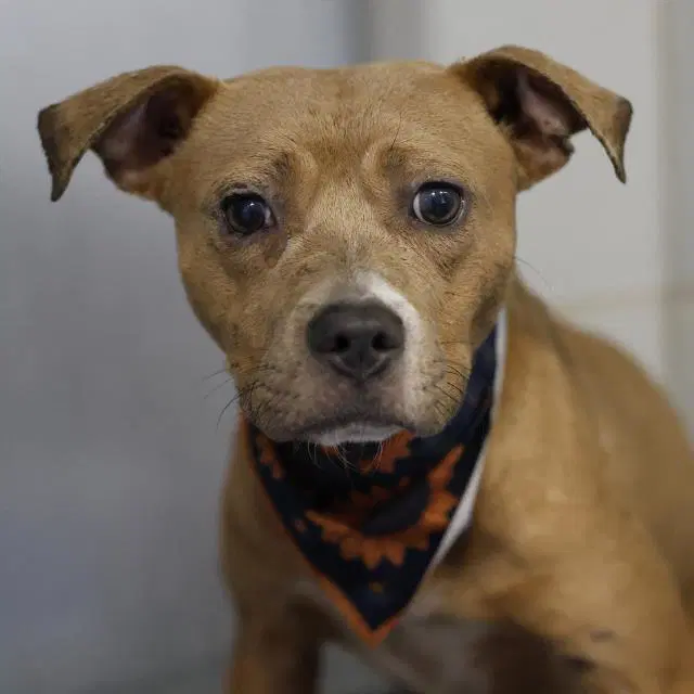 Poppy - American Staffordshire Terrier