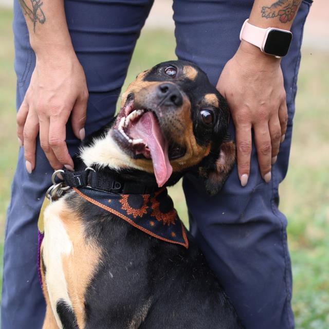 PIPER