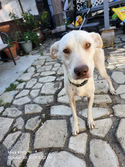 Lucas - American Staffordshire Terrier