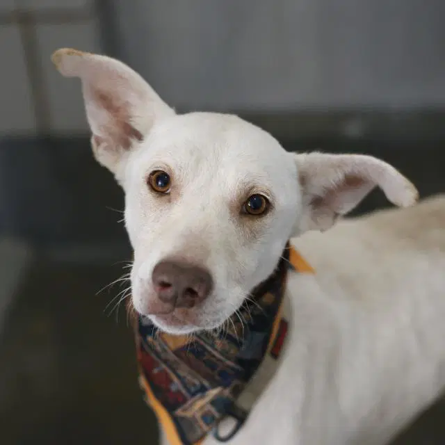Lucas - American Staffordshire Terrier