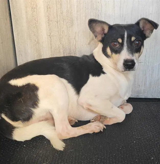 Spooky - Smooth Fox Terrier
