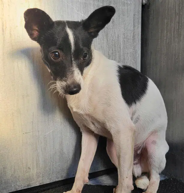Owl - Smooth Fox Terrier