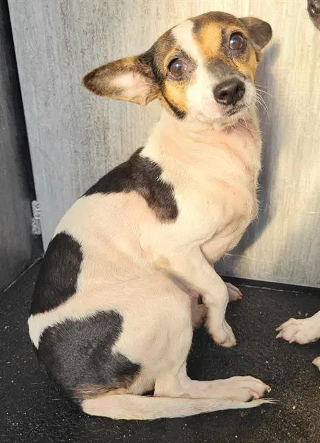 Candy - Smooth Fox Terrier