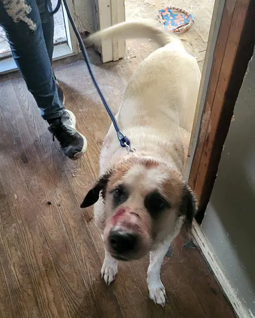 Russel - Great Pyrenees